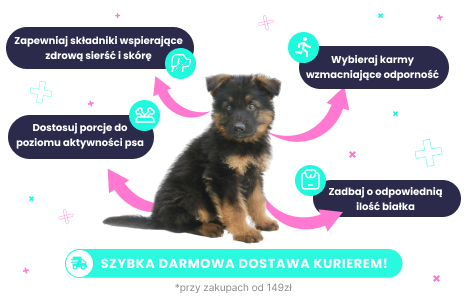 Karma dla owczarka niemieckiego