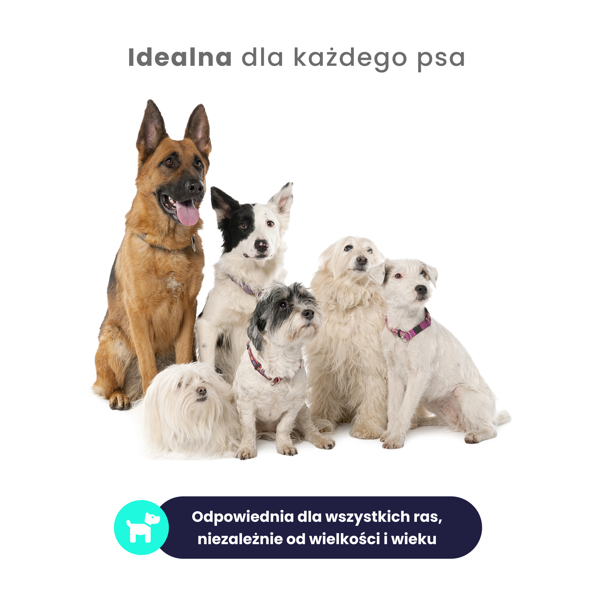 NOWOŚĆ: O'Canis sucha karma premium dla psa z jeleniem, prosem, czerwonym burakiem i jabłkiem 6kg - alternatywa dla karm pieczonych
