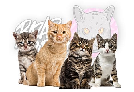 Karma dla kota sucha