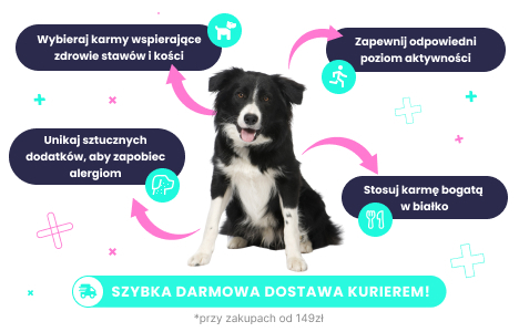 Karma dla border collie